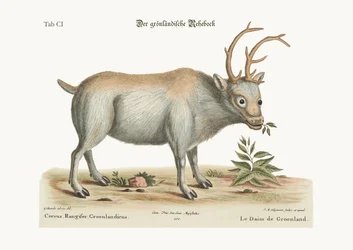 De Groenlandse bok, 1749-73